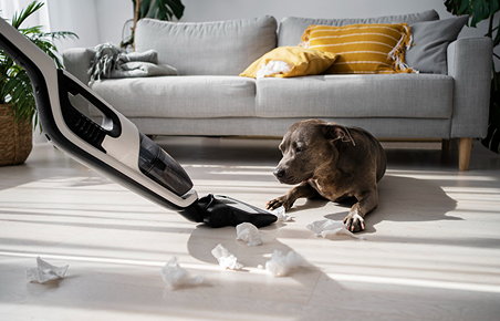 How to Choose the Best Vacuum for Removing Pet Hair: Expert Buying Guide